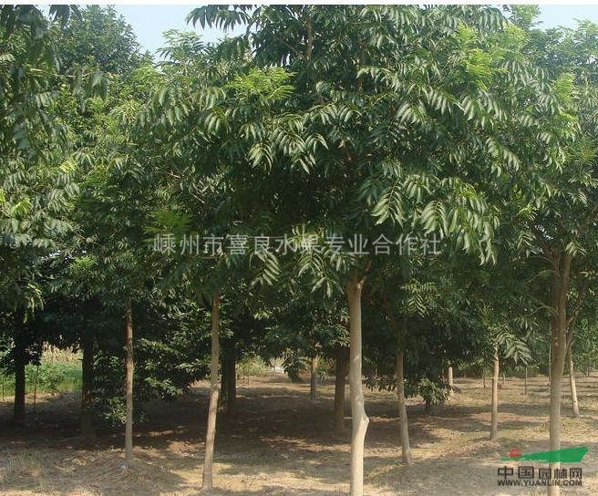 供應無患子 無患子照片