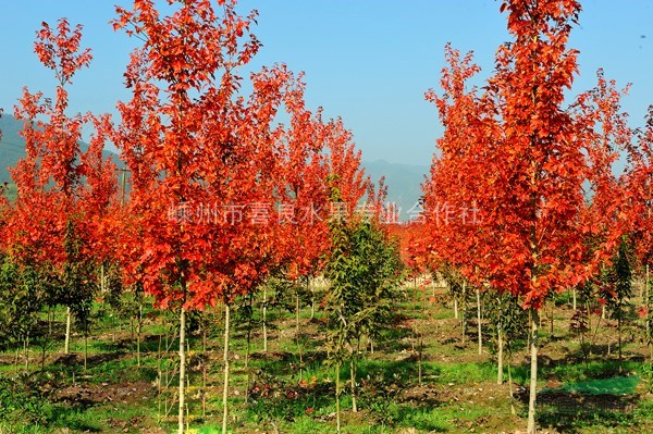 紅楓 紅楓最新價格