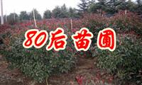 大葉黃楊價格/2014報價