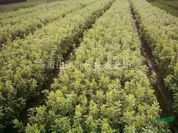 蕭山：色塊小苗 小毛球 球類柱類 各類花灌木 水生地被 竹子