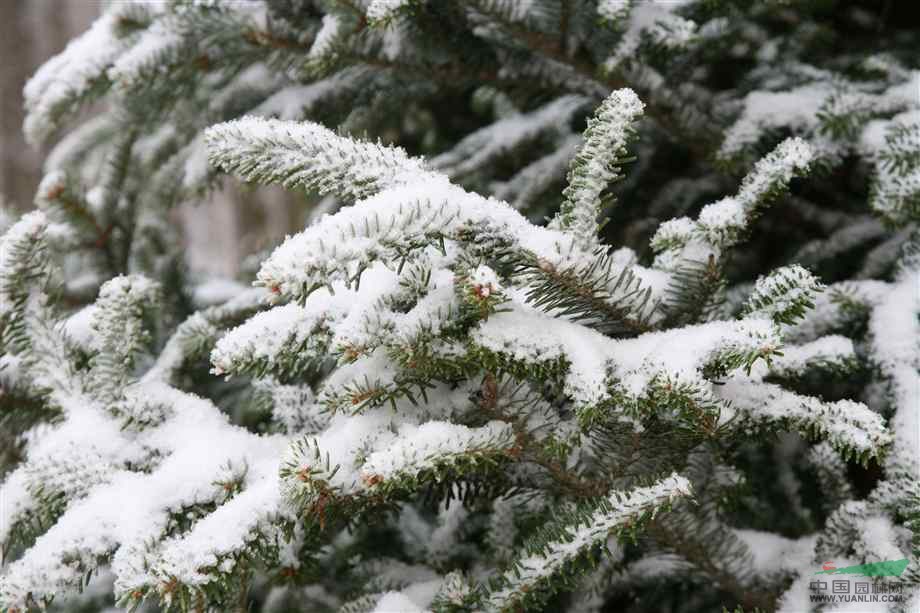 貴陽雪松價(jià)格