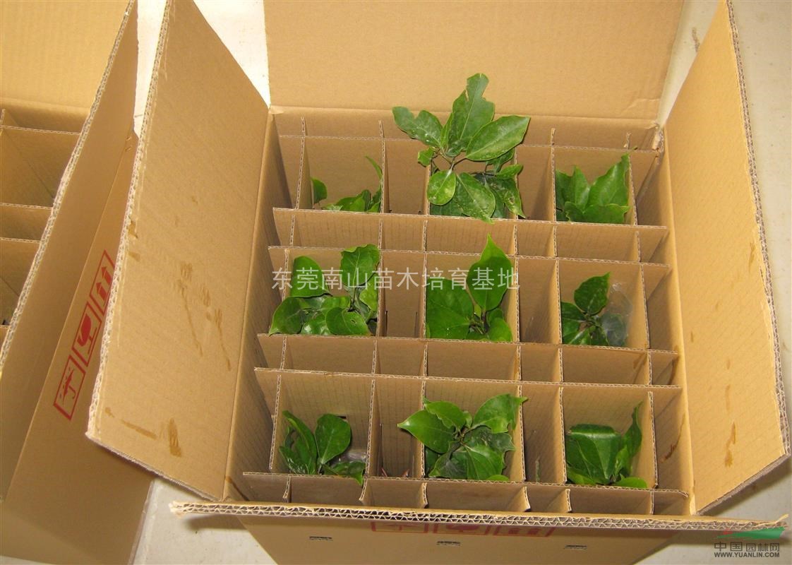 樟樹(shù)供應(yīng)/香樟 香樟樹(shù) 樟樹(shù)圖片 移栽香樟圖片 移栽香樟報(bào)價(jià)