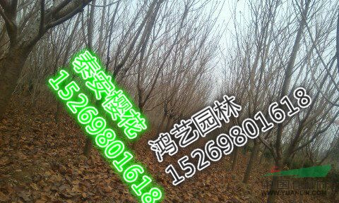 4公分櫻花樹(shù)價(jià)格-山東泰安4公分櫻花樹(shù)價(jià)格