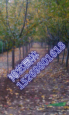 4公分櫻花樹(shù)價(jià)格-山東泰安4公分櫻花樹(shù)價(jià)格