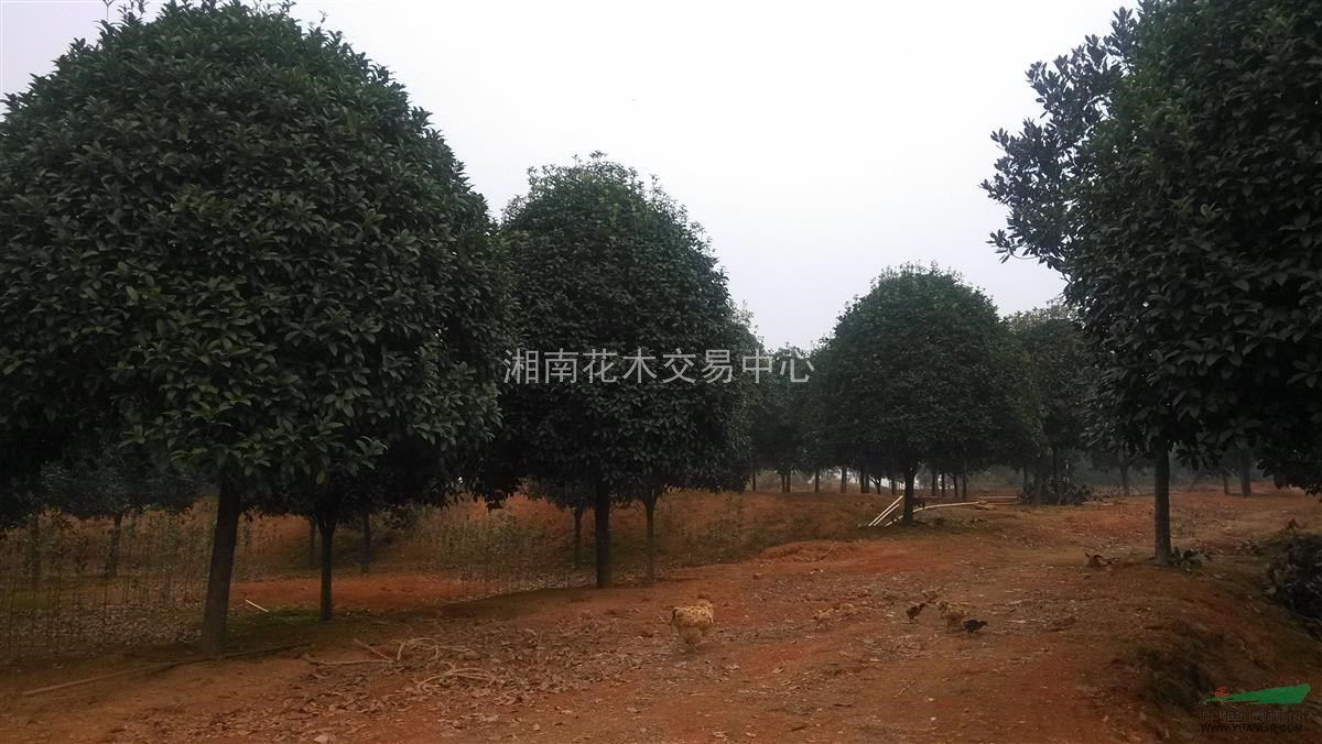 長沙丹桂