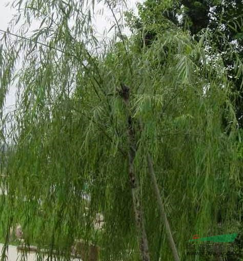  供應(yīng)安徽桂花，紫薇，香樟，廣玉蘭，烏桕，海桐球，紫葉李，大