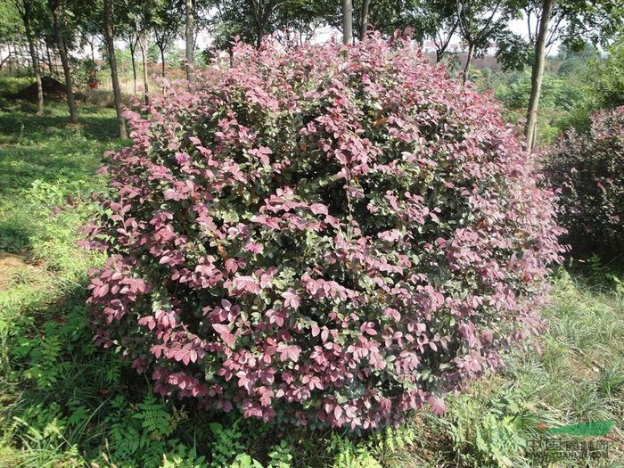  供應(yīng)安徽桂花，紫薇，香樟，廣玉蘭，烏桕，海桐球，紫葉李，大