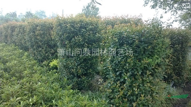 蕭山紅葉石楠柱H220*P80