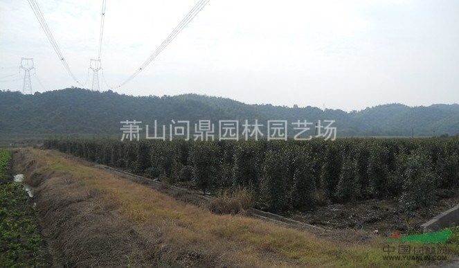 蕭山紅葉石楠柱H220*P80