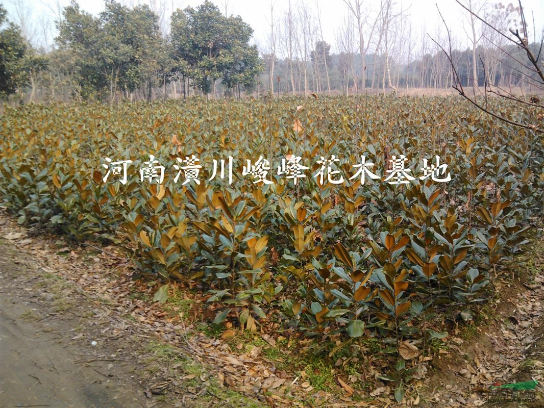 受2013干旱影響，河南廣玉蘭價(jià)格波動