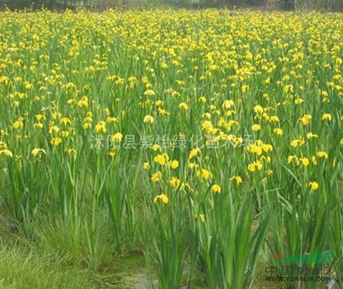 水生植物-黃菖蒲-水生鳶尾-千屈菜、水蔥、蘆葦、睡蓮、荷花