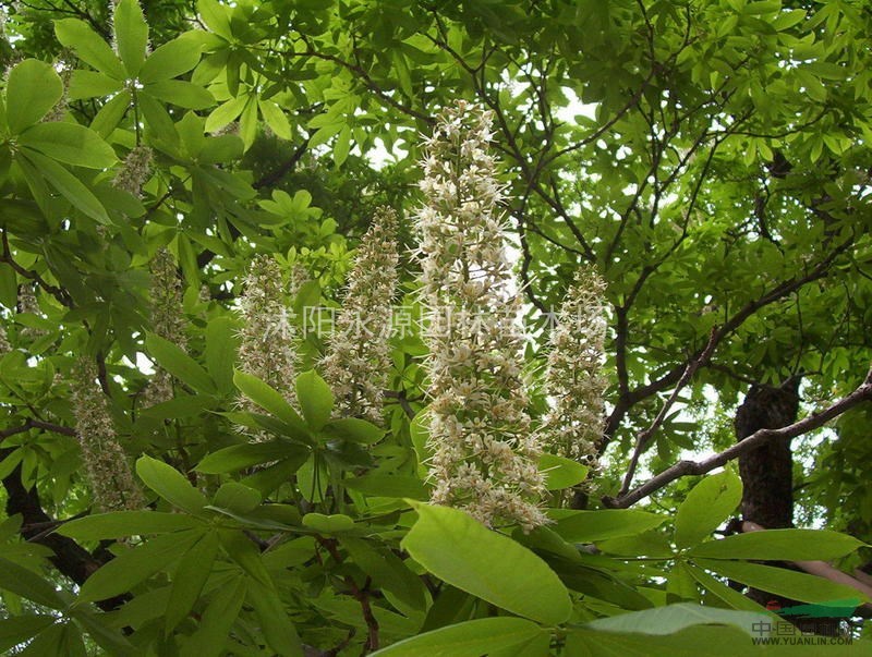 紅花七葉樹報(bào)價(jià)