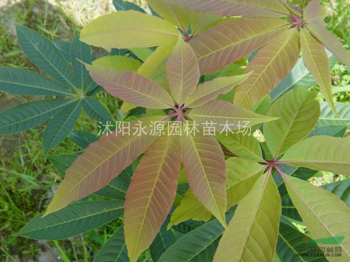 紅花七葉樹報(bào)價(jià)