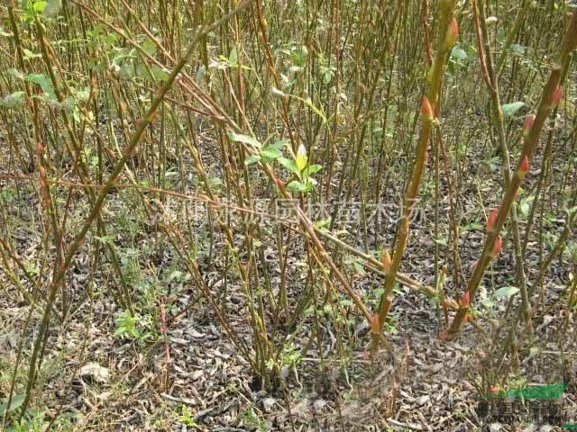 江蘇銀芽柳介紹