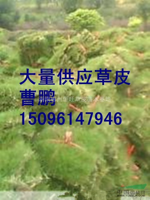 目前湖南草皮價(jià)格，現(xiàn)在湖南草皮價(jià)格