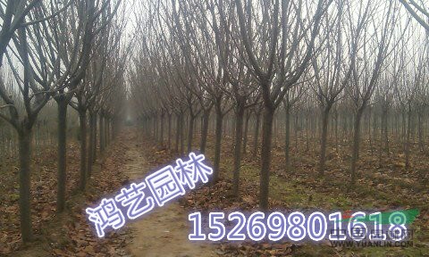 2公分3公分4公分櫻花/櫻花價格/櫻花樹價格/山東櫻花價格