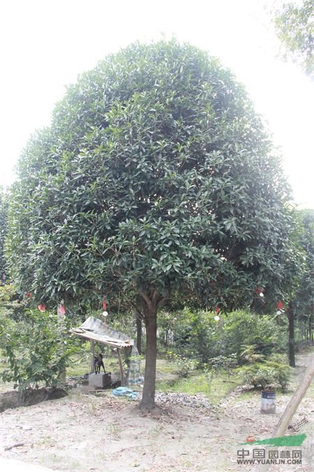 長期有貨桂花，貨源地  四川成都