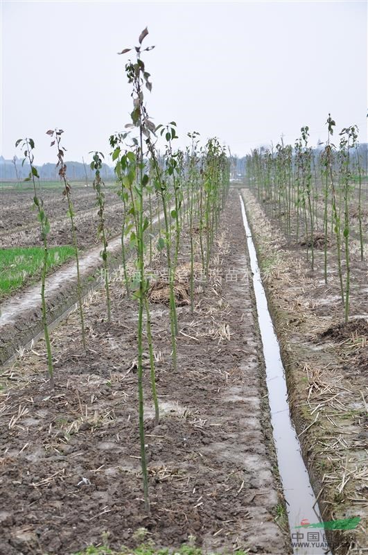 大量供应两年生香樟 米径1-2-3公分香樟树苗 