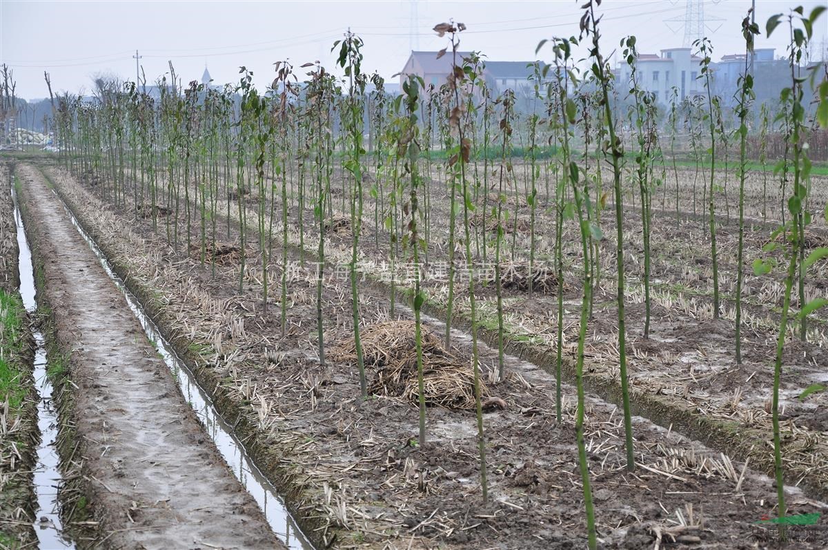 大量供应两年生香樟 米径1-2-3公分香樟树苗 