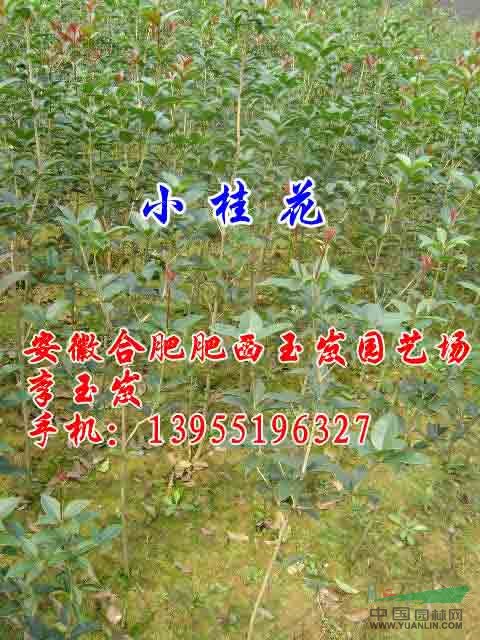 樸樹(shù) 梓樹(shù) 重陽(yáng)木 大葉女貞 紅葉李 桂花 香樟 紫薇