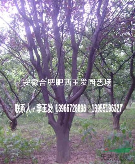 樸樹(shù) 梓樹(shù) 重陽(yáng)木 大葉女貞 紅葉李 桂花 香樟 紫薇