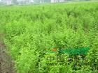 落羽杉  中山沙價(jià)格  出售中山沙小苗  落羽杉小苗