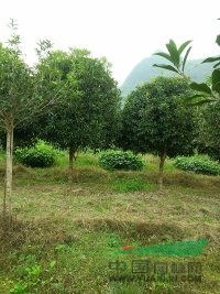 廣西桂林低價(jià)供應(yīng) 米徑12公分的八月桂