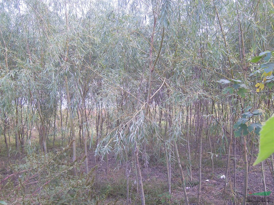 重陽木價格  南京重陽木最新價格