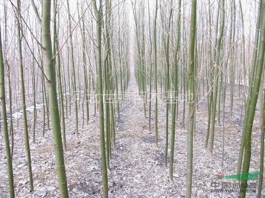 6公分柳樹價格  寧夏柳樹價格