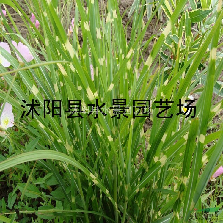 斑葉芒，斑葉芒價格，斑葉芒供應(yīng)，斑葉芒圖片