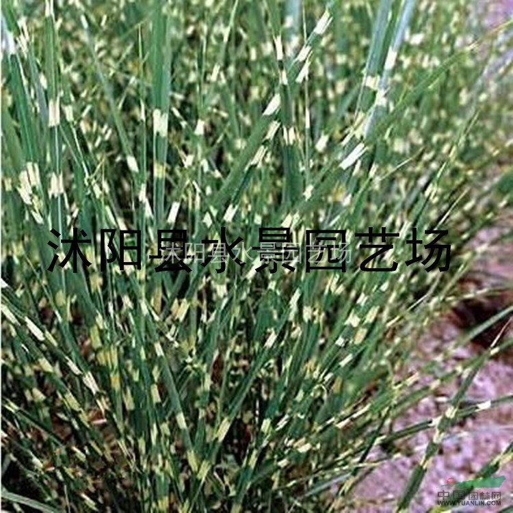 江蘇斑葉芒，斑葉芒價(jià)格，斑葉芒供應(yīng)細(xì)葉芒 花葉芒 各種芒草