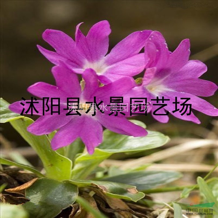 江蘇報春花，報春花價格，報春花供應報春花批發(fā)