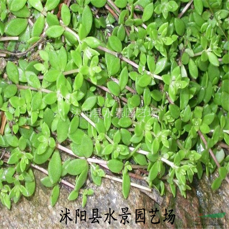垂盆草，垂盆草供應(yīng)，垂盆草價格