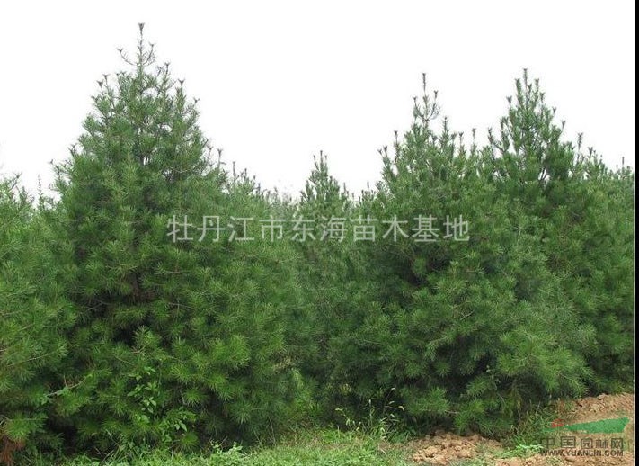樟子松，樟子松價格，樟子松供應(yīng)，樟子松圖片