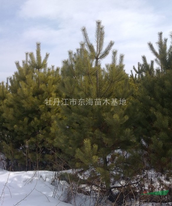 樟子松，樟子松價格，樟子松供應(yīng)，樟子松圖片