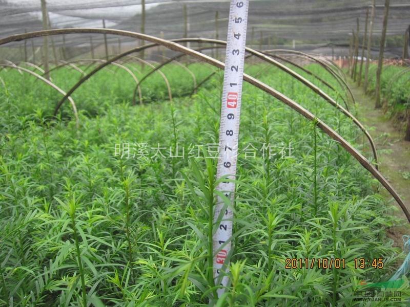 福建南方 明溪紅豆杉