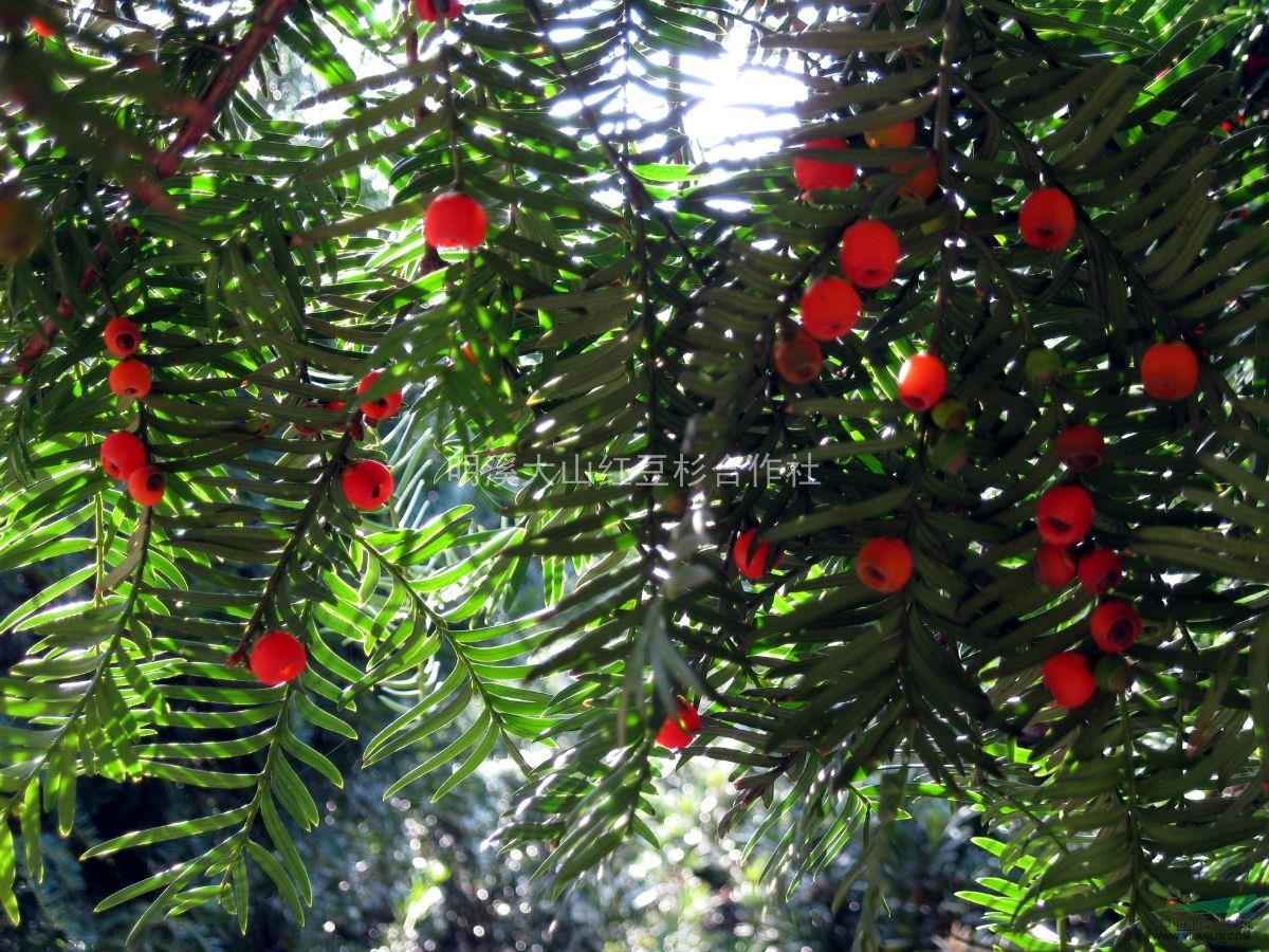 紅豆杉長(zhǎng)果實(shí) 母樹(shù) 掛果樹(shù)  地徑6--15公分