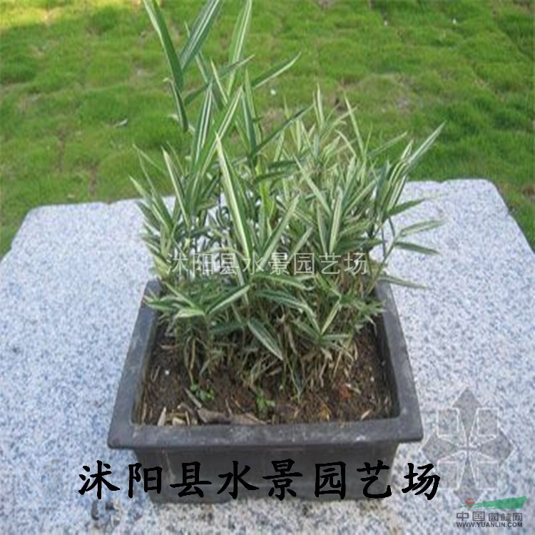 江蘇菲白竹，菲白竹價(jià)格，菲白竹供應(yīng)，菲白竹大量批發(fā)