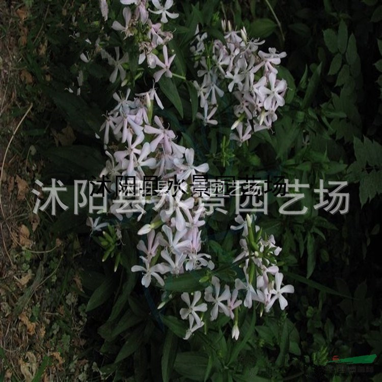 肥皂草，肥皂草供應(yīng)，肥皂草價格