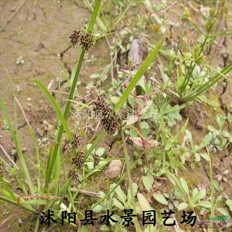 垂穗莎草，垂穗莎草價(jià)格，垂穗莎草供應(yīng)