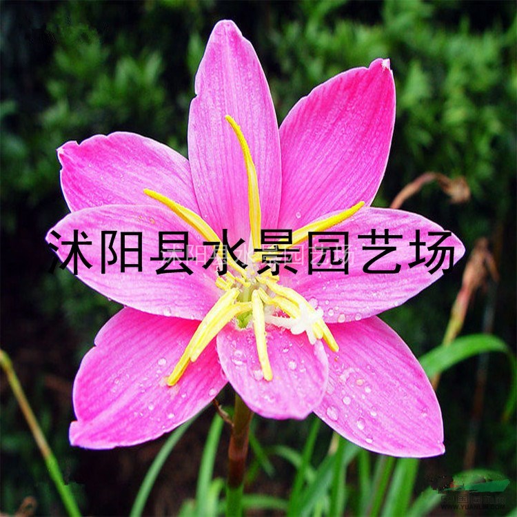 江蘇蔥蘭，馬蘭 韭蘭 春蘭 蝴蝶蘭 大量批發(fā)草花 