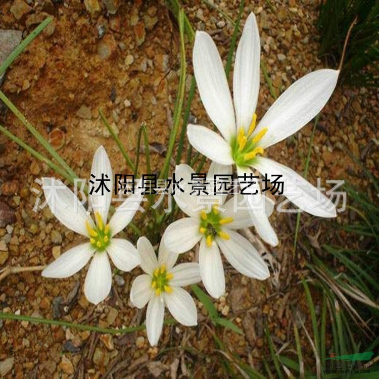 江蘇蔥蘭，馬蘭 韭蘭 春蘭 蝴蝶蘭 大量批發(fā)草花 