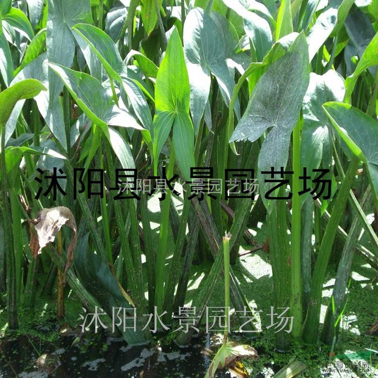 慈姑，慈姑供應(yīng)，大慈姑價(jià)格，大慈姑圖片