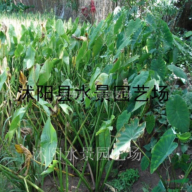 慈姑，慈姑供應(yīng)，大慈姑價(jià)格，大慈姑圖片