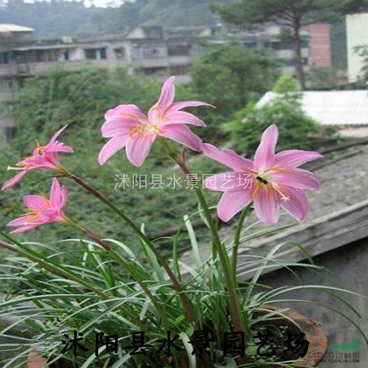 江蘇大花韭蘭 大花韭蘭價(jià)格，大花韭蘭圖片 蔥蘭 春蘭 馬蘭