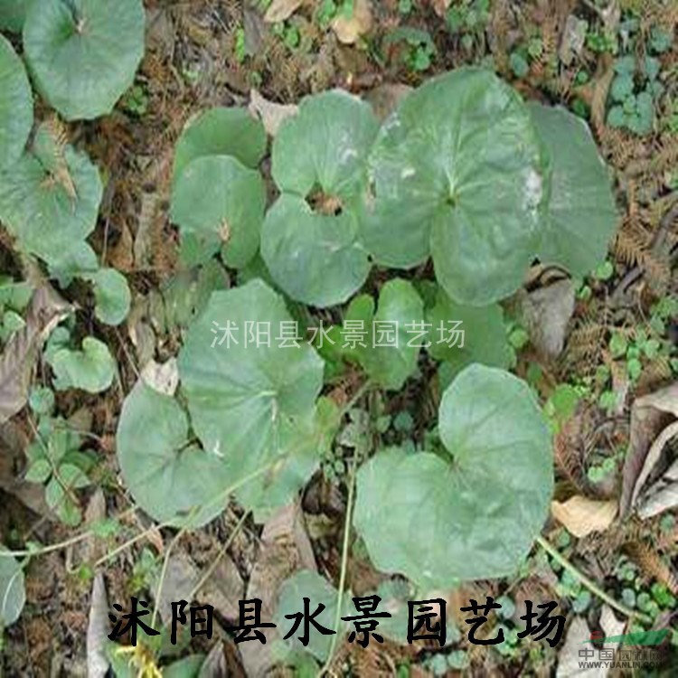 大吳風(fēng)草，大吳風(fēng)草供應(yīng)，江蘇大吳風(fēng)草，大吳風(fēng)草價格