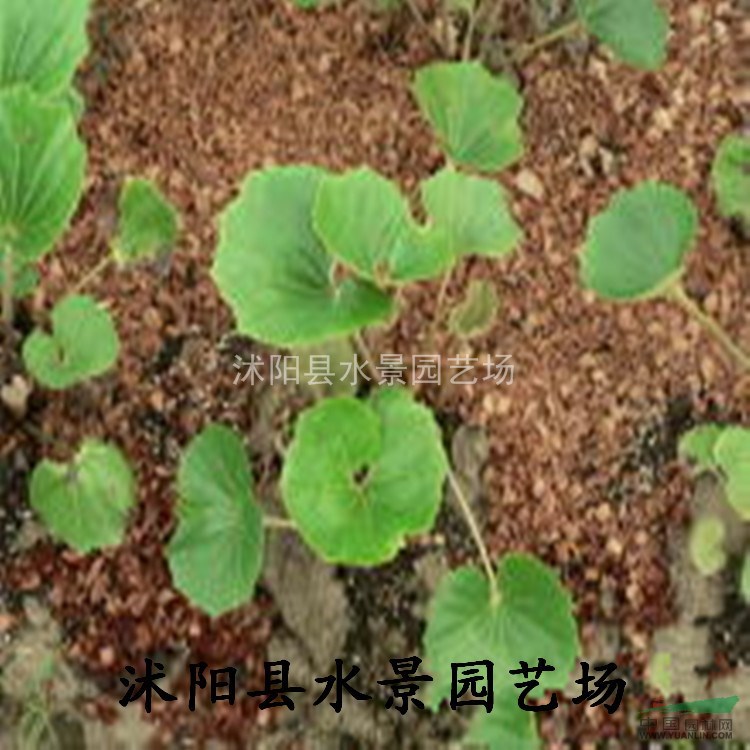 江蘇大吳風(fēng)草，大吳風(fēng)草供應(yīng)，大吳風(fēng)草價格 吳風(fēng)草大量批發(fā)