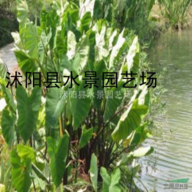 紫芋，紫芋供應(yīng)，紫芋價(jià)格，紫芋圖片