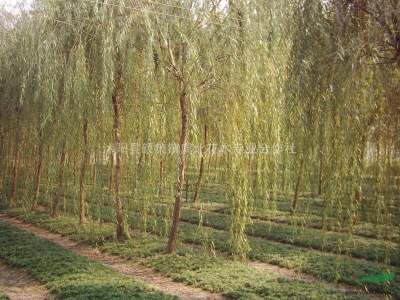 虞北花木專業(yè)合作社大量批發(fā)各種綠化苗