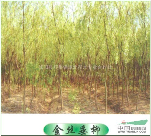 虞北花木專業(yè)合作社大量批發(fā)各種綠化苗